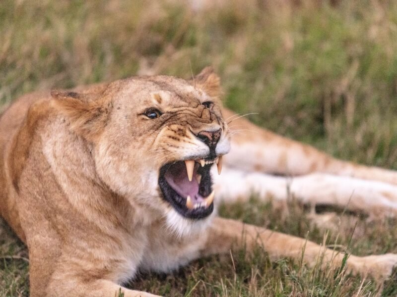 Wildlife of Kenya