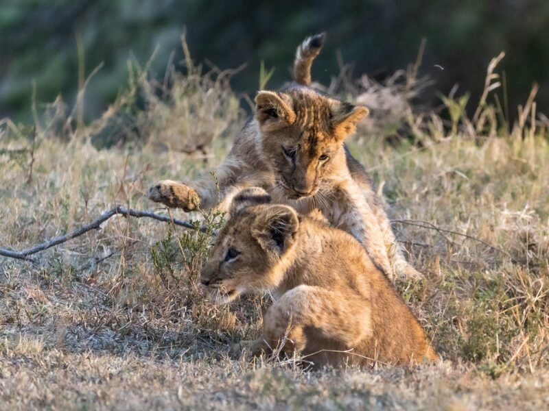 Wildlife of Kenya