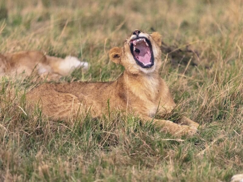 Wildlife of Kenya