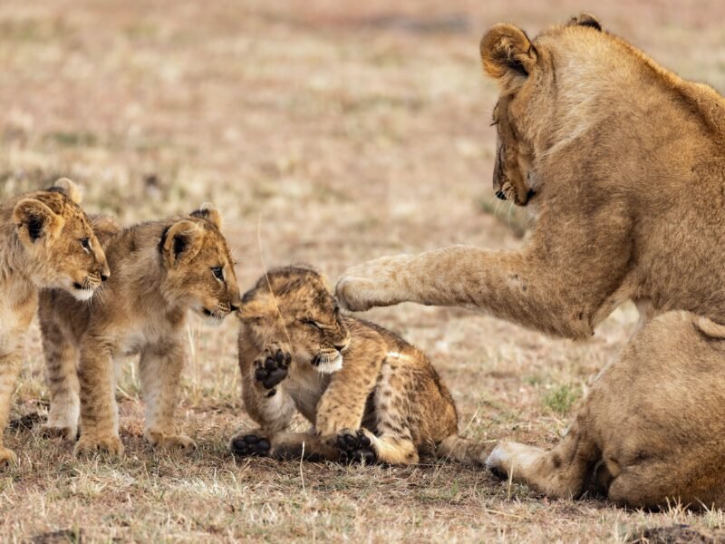 Wildlife of Kenya