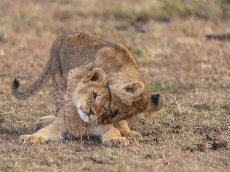 Wildlife of Kenya