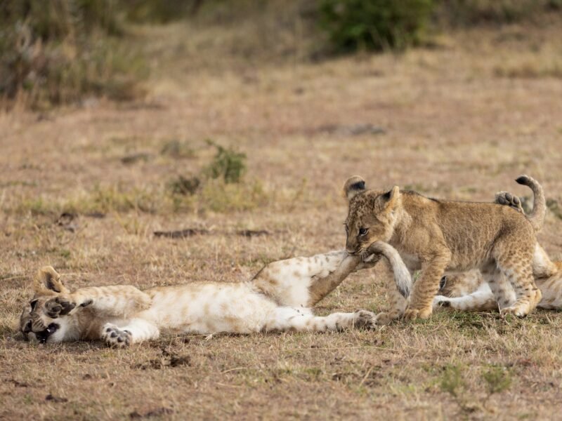 Wildlife of Kenya