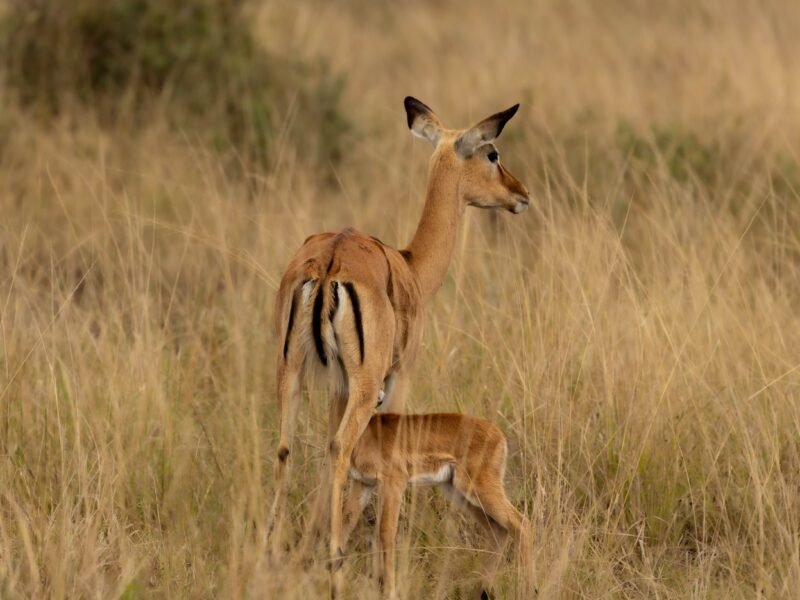 Wildlife of Kenya