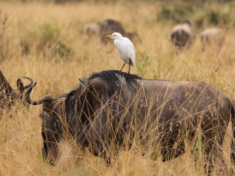 Wildlife of Kenya