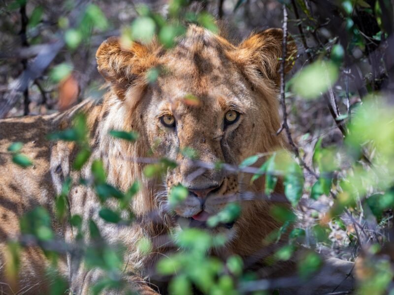 Wildlife of Kenya