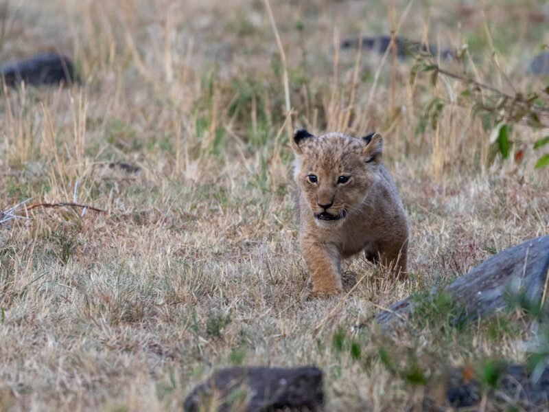 Wildlife of Kenya