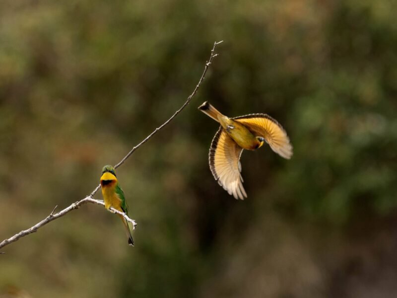 Wildlife of Kenya