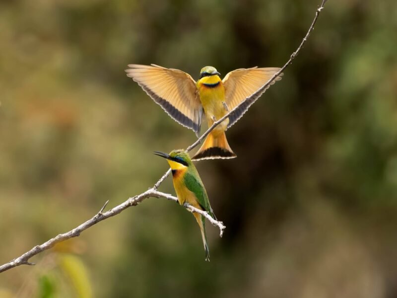 Wildlife of Kenya