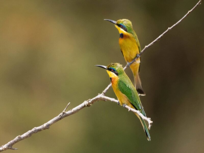 Wildlife of Kenya
