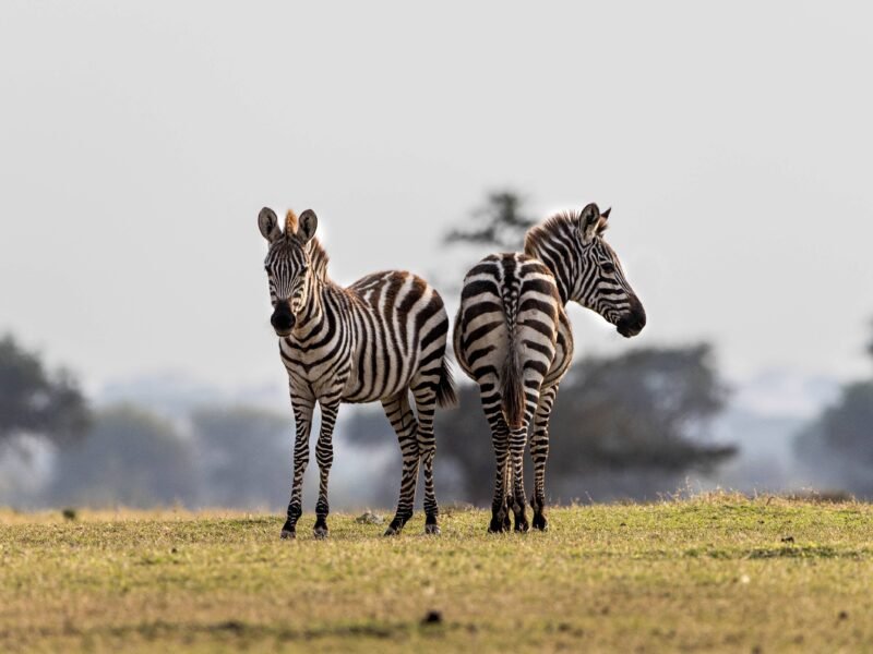 Wildlife of Kenya