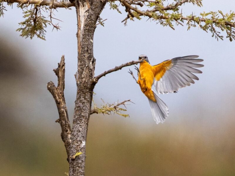 Wildlife of Kenya