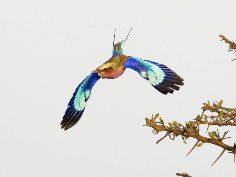 Wildlife of Kenya