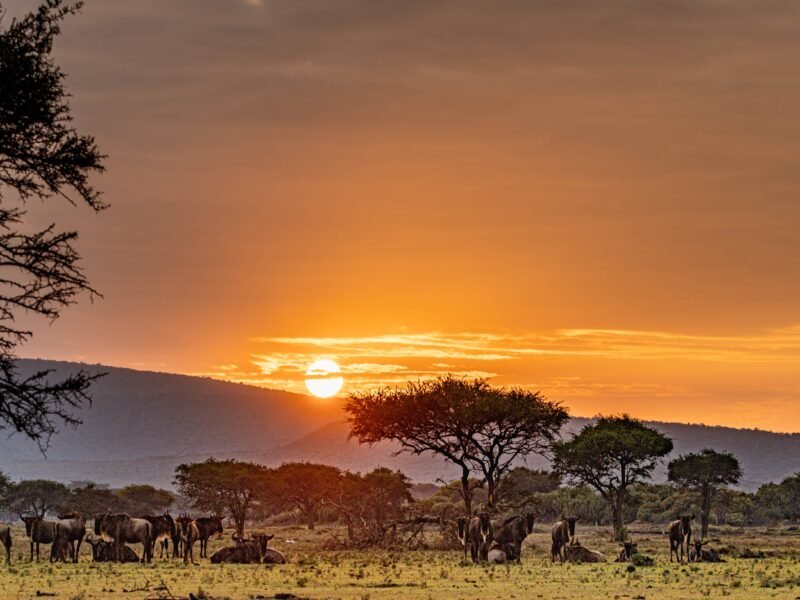 Wildlife of Kenya