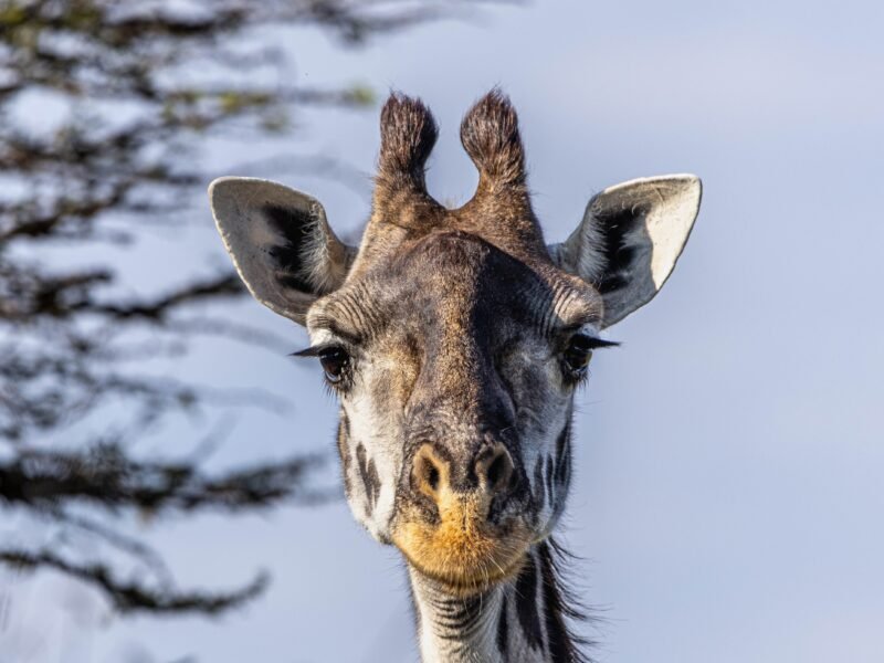 Wildlife of Kenya