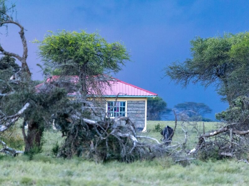 Wildlife of Kenya