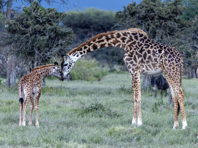 Wildlife of Kenya