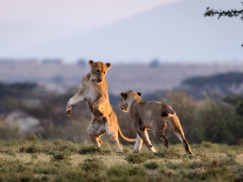 Wildlife of Kenya